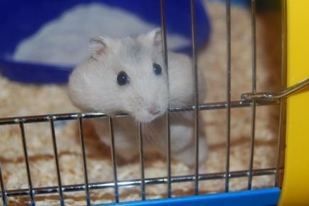 types of hamster cages.jpg